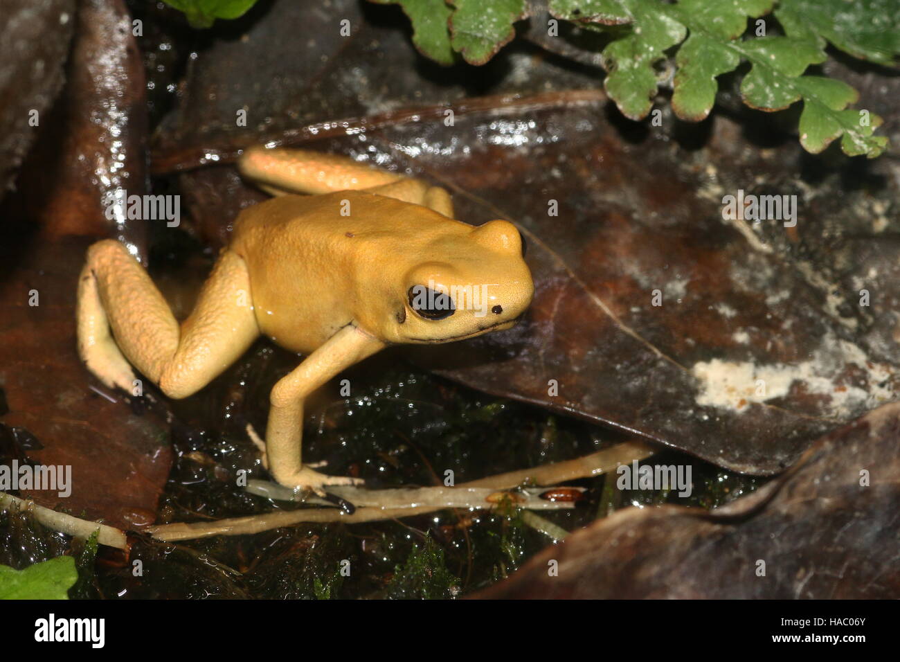 Colombian Golden poison dart frog / arrow frog (Phyllobates terribilis ...