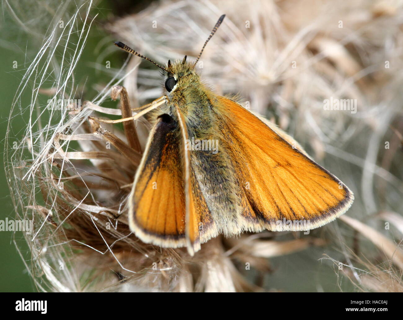 European Essex Skipper (Thymelicus lineola) on an overblown thistle Stock Photo