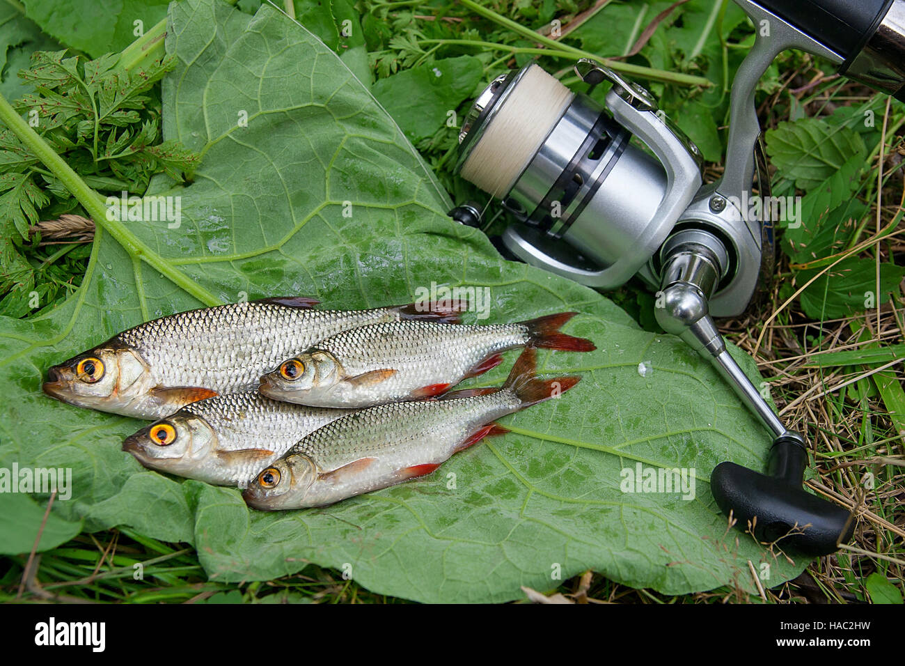 Freshwater fish just taken from the water. Catching freshwater fish and fishing rods with fishing reel. Several common rudd fish and spinning Stock Photo