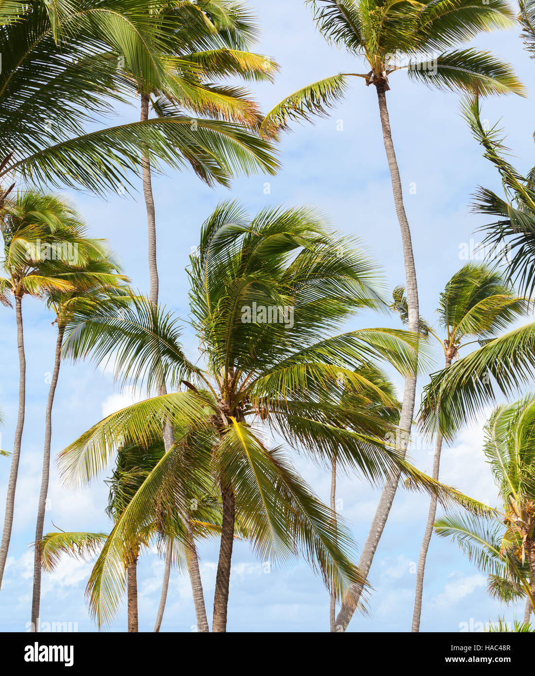 Blue sky green palm trees hi-res stock photography and images - Alamy