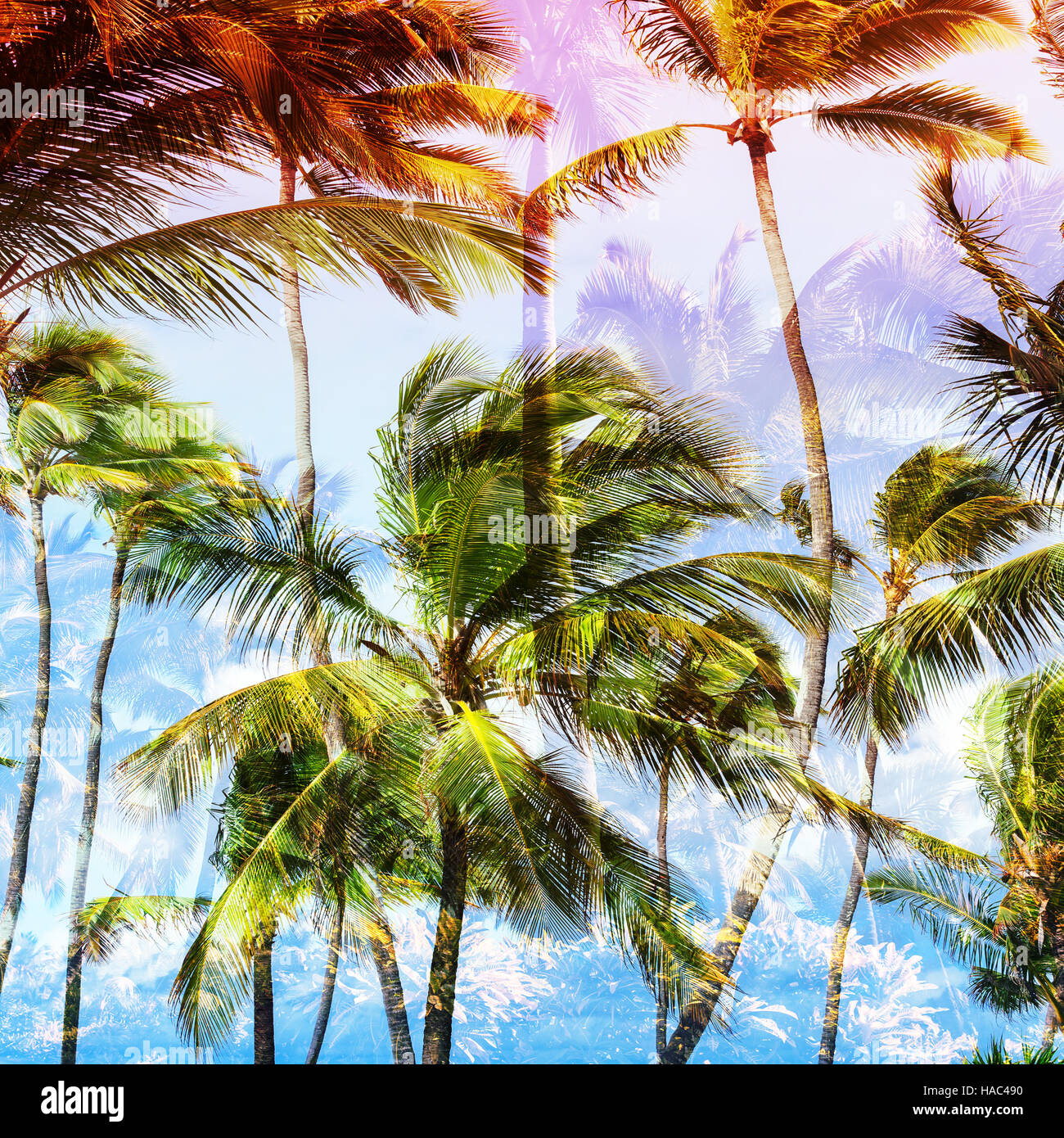 Coconut palm trees hi-res stock photography and images - Alamy