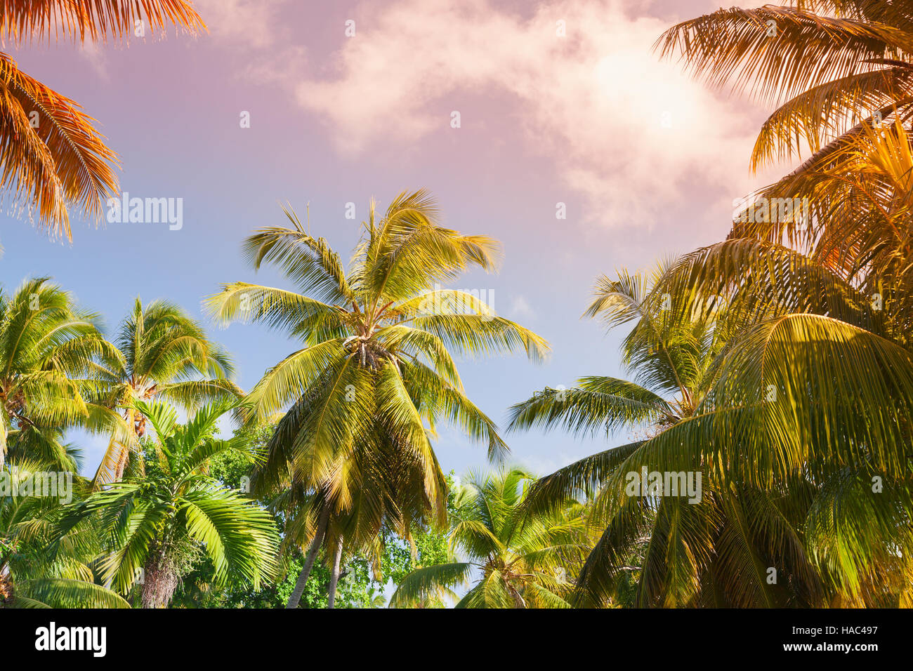 Coconut palm trees and bright sky, tropical vacation background. Vintage style, photo with colorful tonal correction filter effect Stock Photo