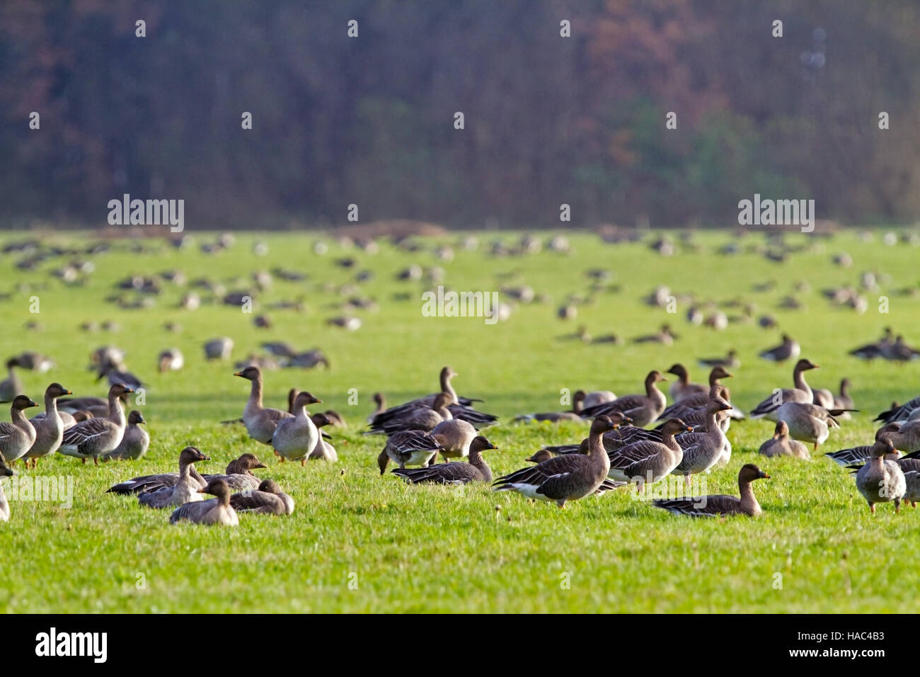 Flock of Bean geese  (Anser fabalis) in a meadow Stock Photo