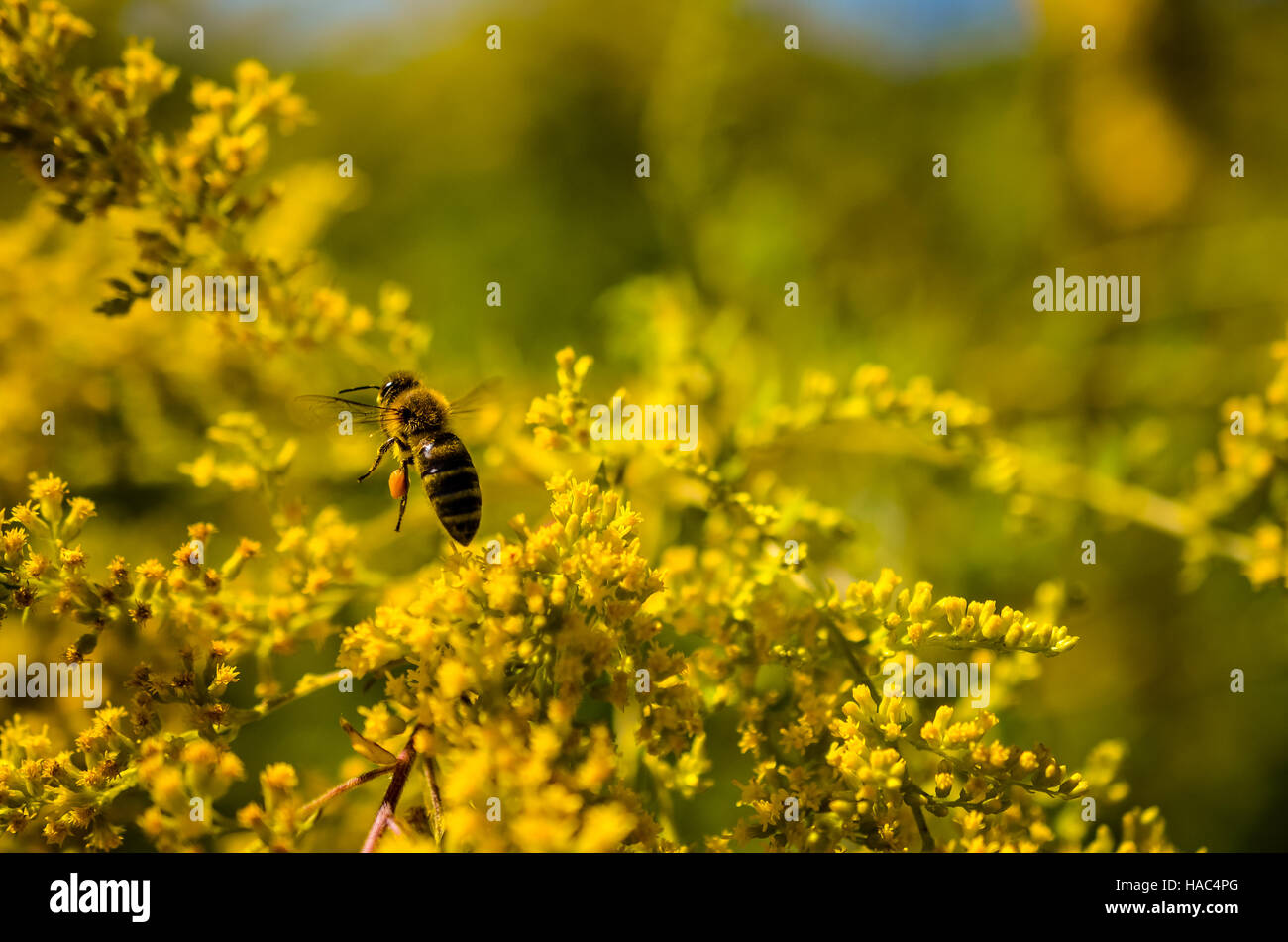 small working bee flying away with honey in golden wildflowers Stock Photo