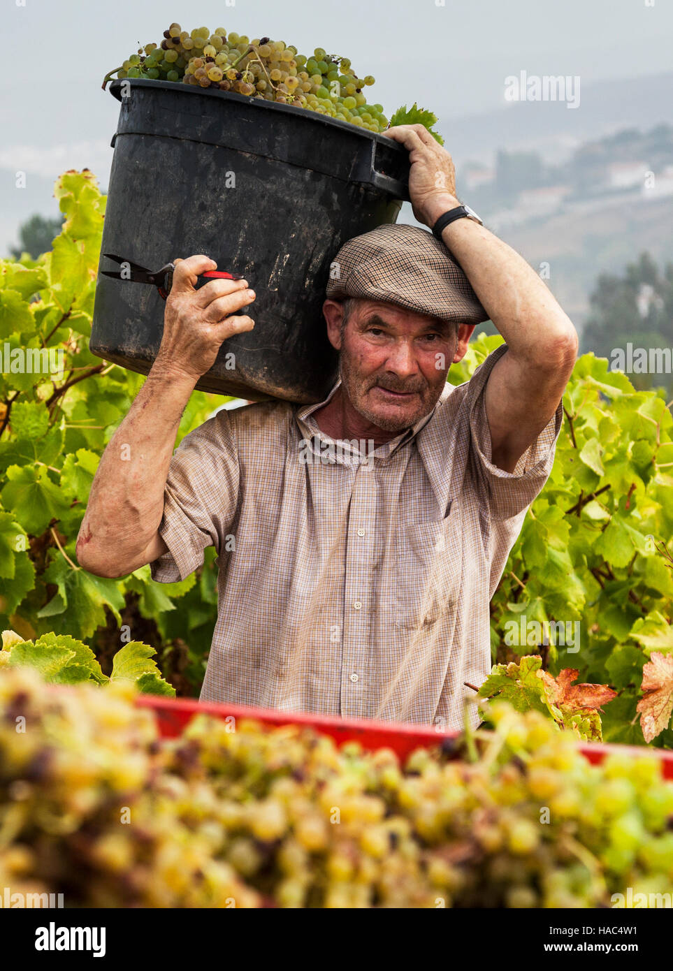 Farmer harvesting grapes in Portugal Stock Photo