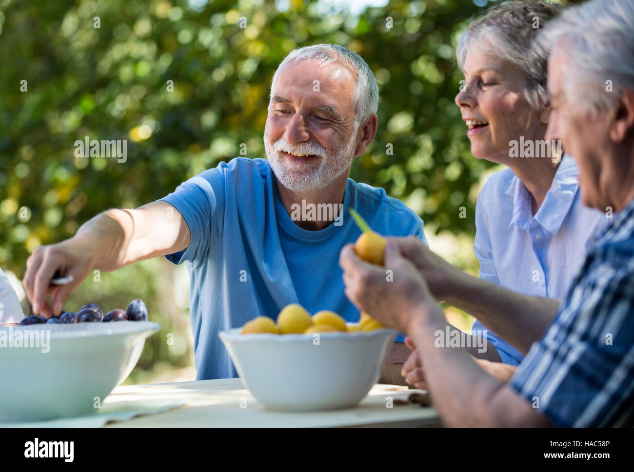 Senior couples removing seeds of apricot fruits in garden Stock Photo