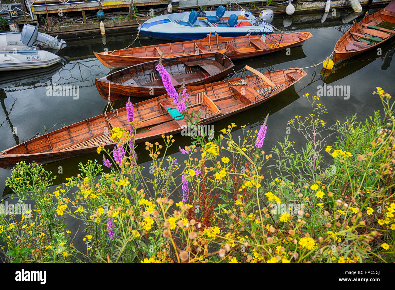 Traditional rowing boats for hire moored to the bank of River Thames at Richmond London Stock