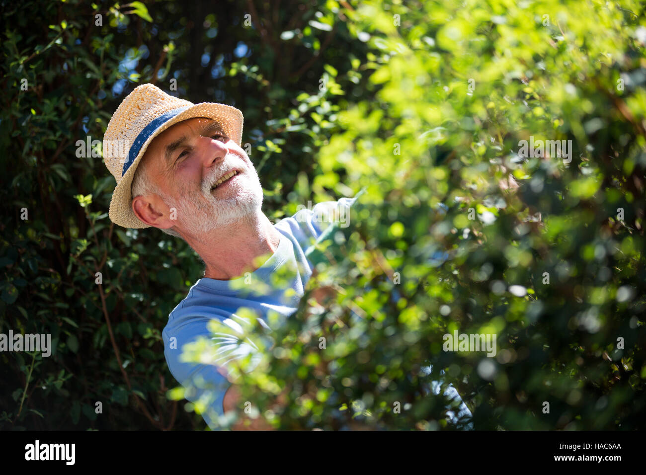 Senior man trimming plants with pruning shears Stock Photo - Alamy