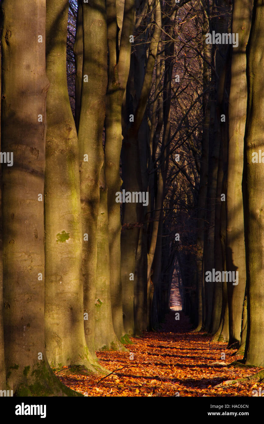 Fallen leaves on a path through a beech forest in autumn Stock Photo