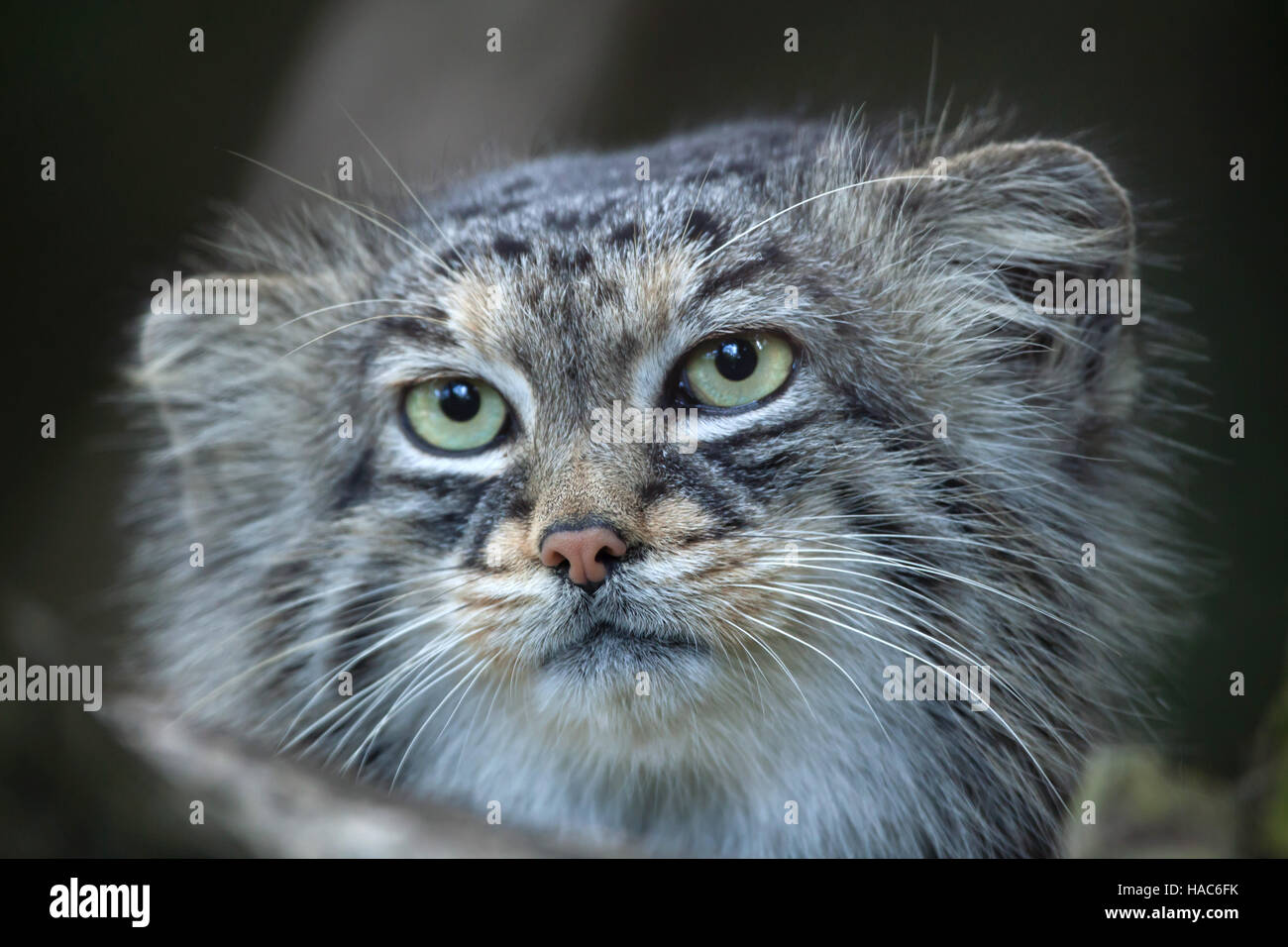 Pallas's cat (Otocolobus manul), also known as the manul. Stock Photo