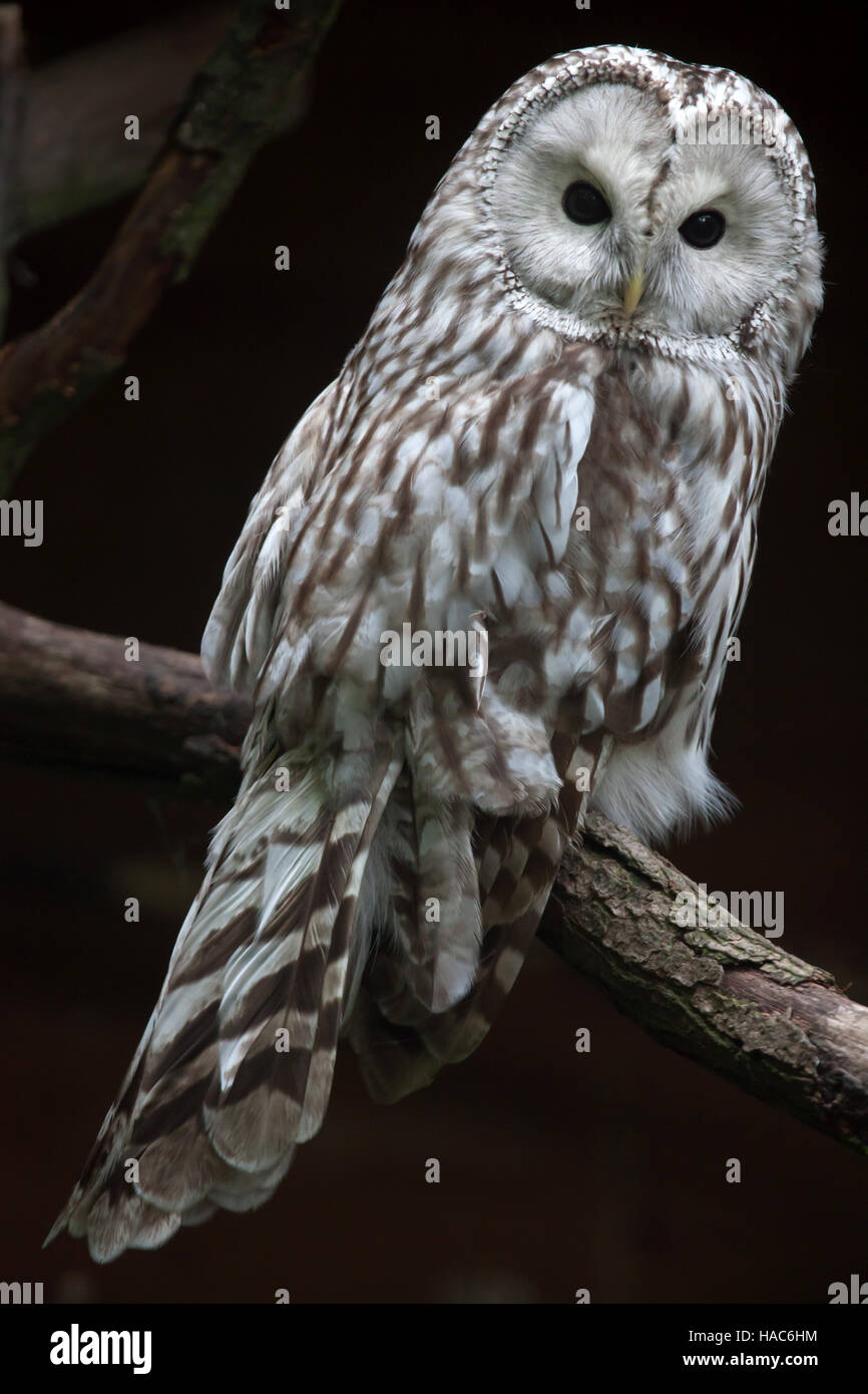 East European Ural owl (Strix uralensis uralensis). Stock Photo