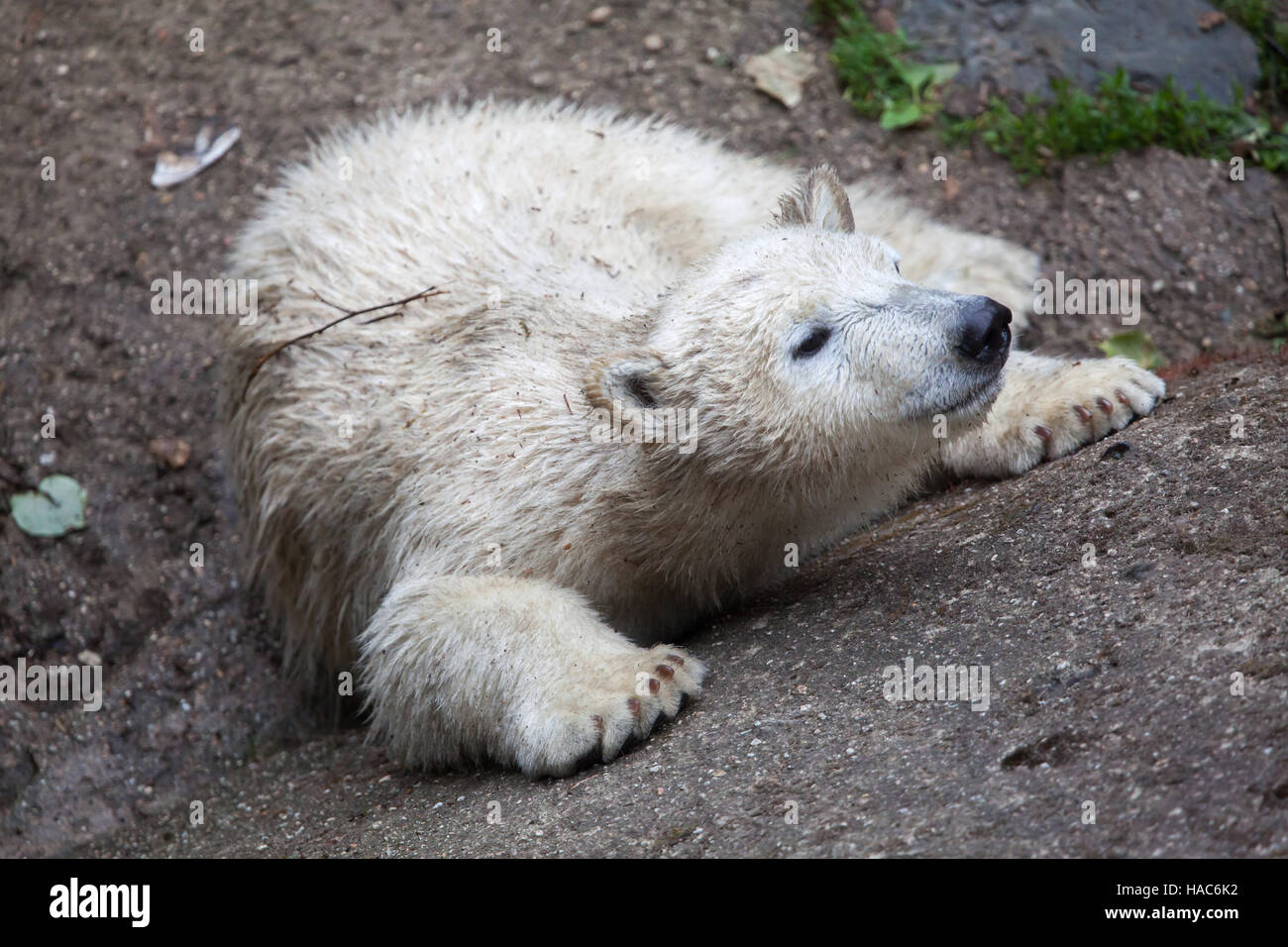 Sixmonthold polar bear (Ursus maritimus) called