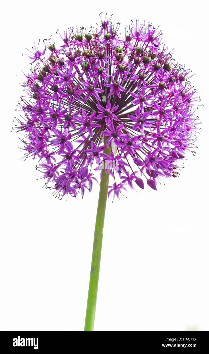 An ornamental onion flowering in the summer sun Stock Photo