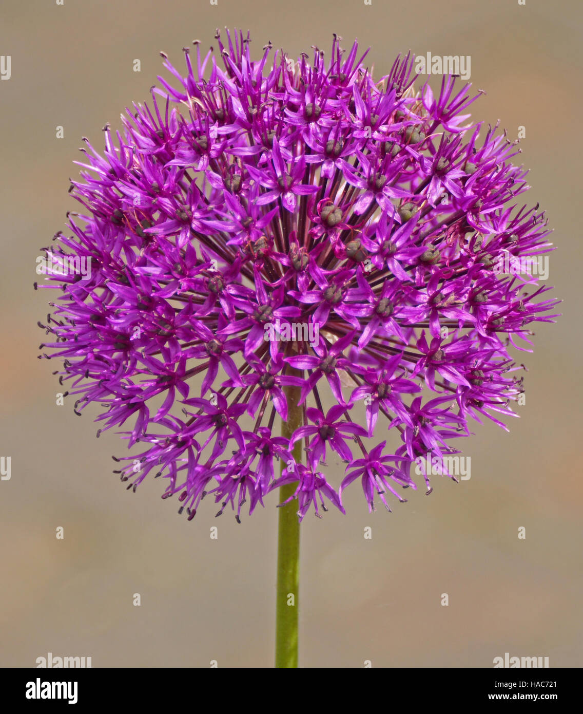 An ornamental onion flowering in the summer sun Stock Photo