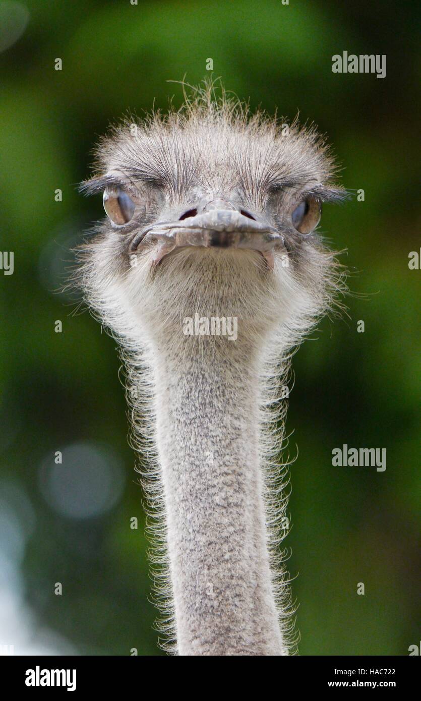 An inquisitive Emu has a look at what is happening Stock Photo