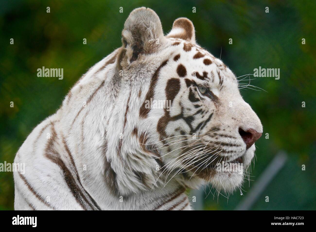 A white Bengal tiger waits watching the world Stock Photo