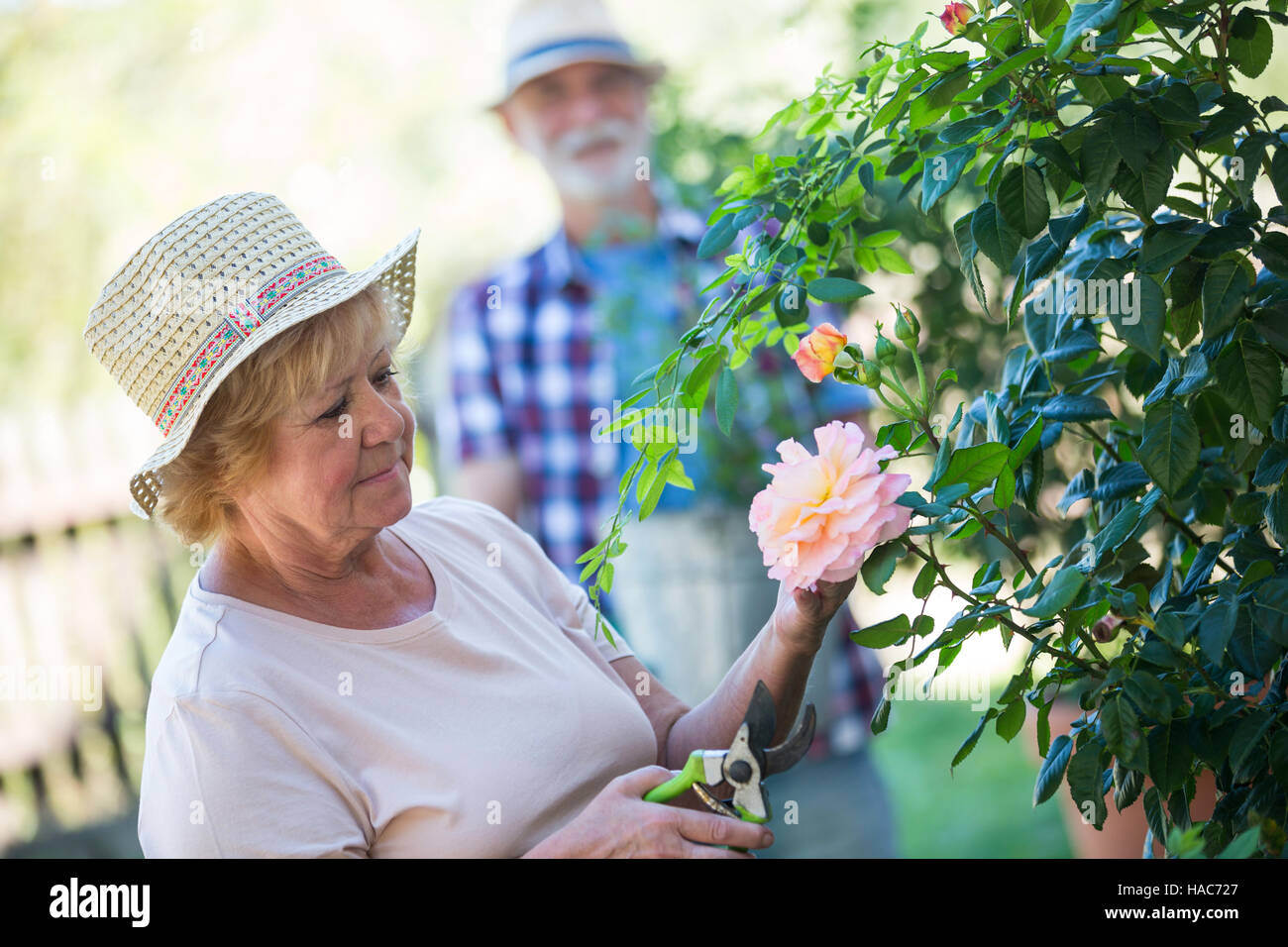 Senior woman cutting flower with pruning shears Stock Photo
