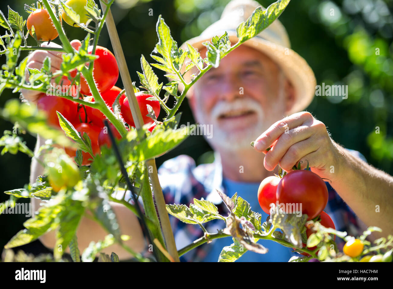 Senior man checking vegetables in the garden Stock Photo - Alamy