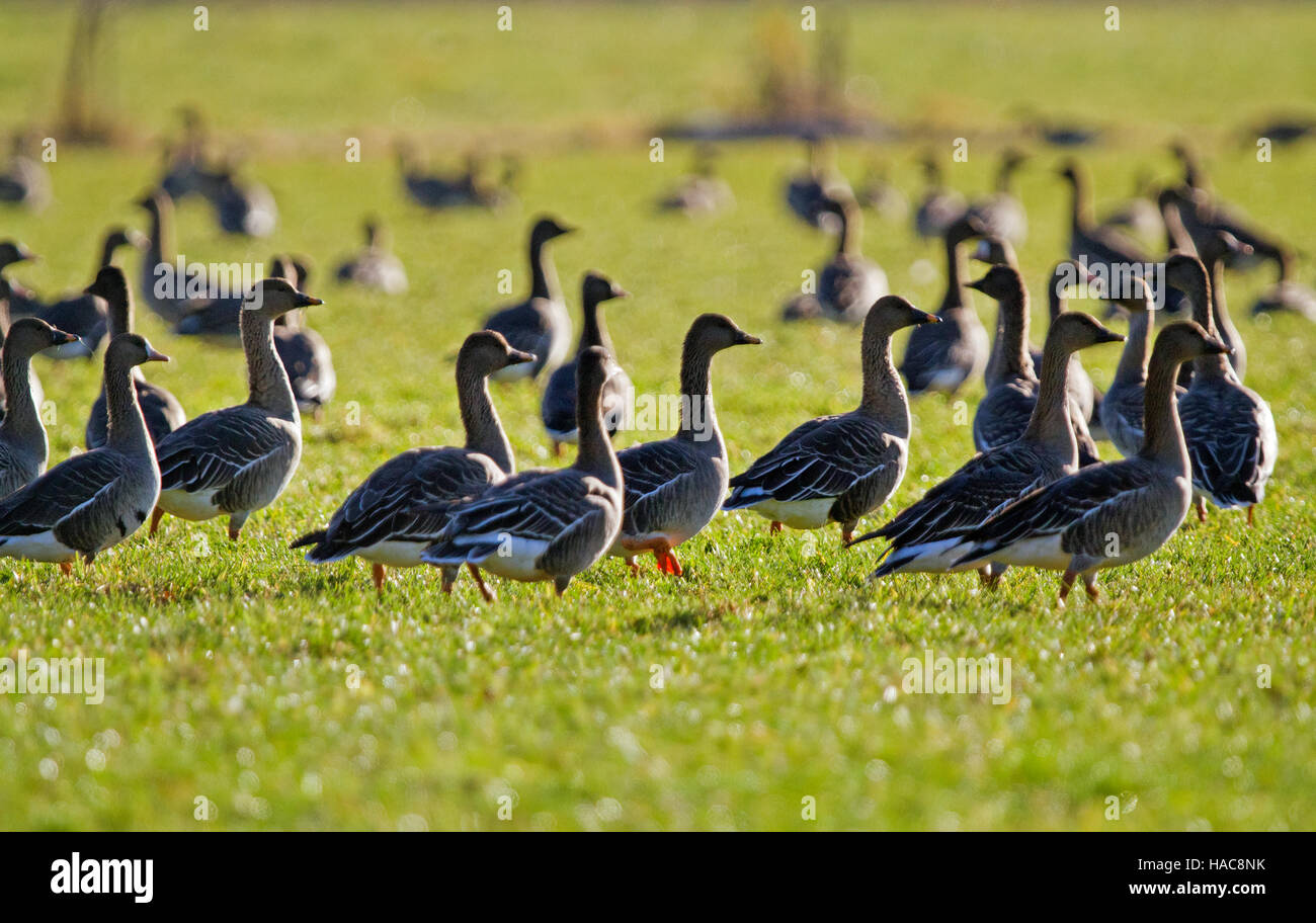 Flock of Bean geese  (Anser fabalis) in a meadow Stock Photo