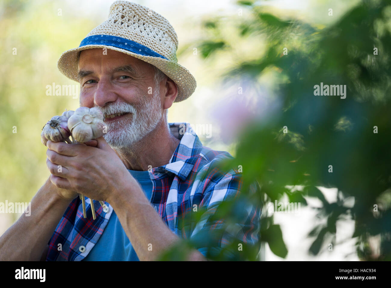 Senior man smelling freshly picked garlic bulb Stock Photo