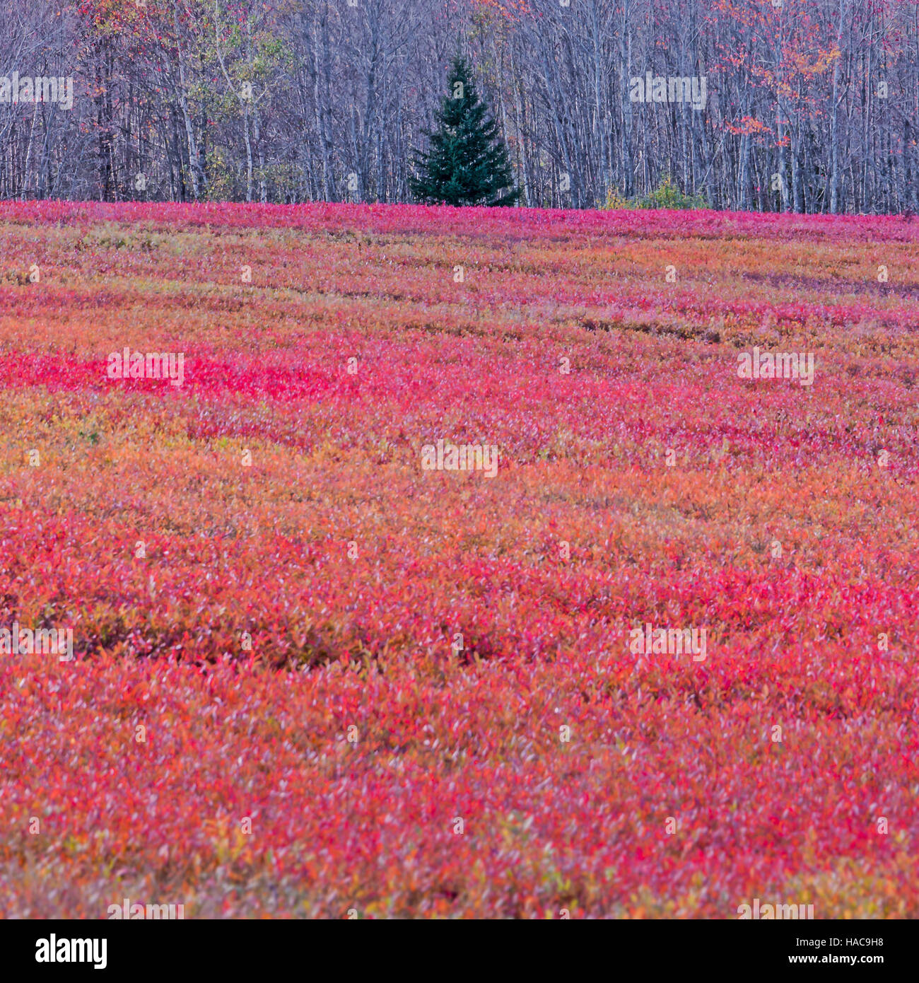 Autumnal blueberry field and lonely pine tree Stock Photo - Alamy
