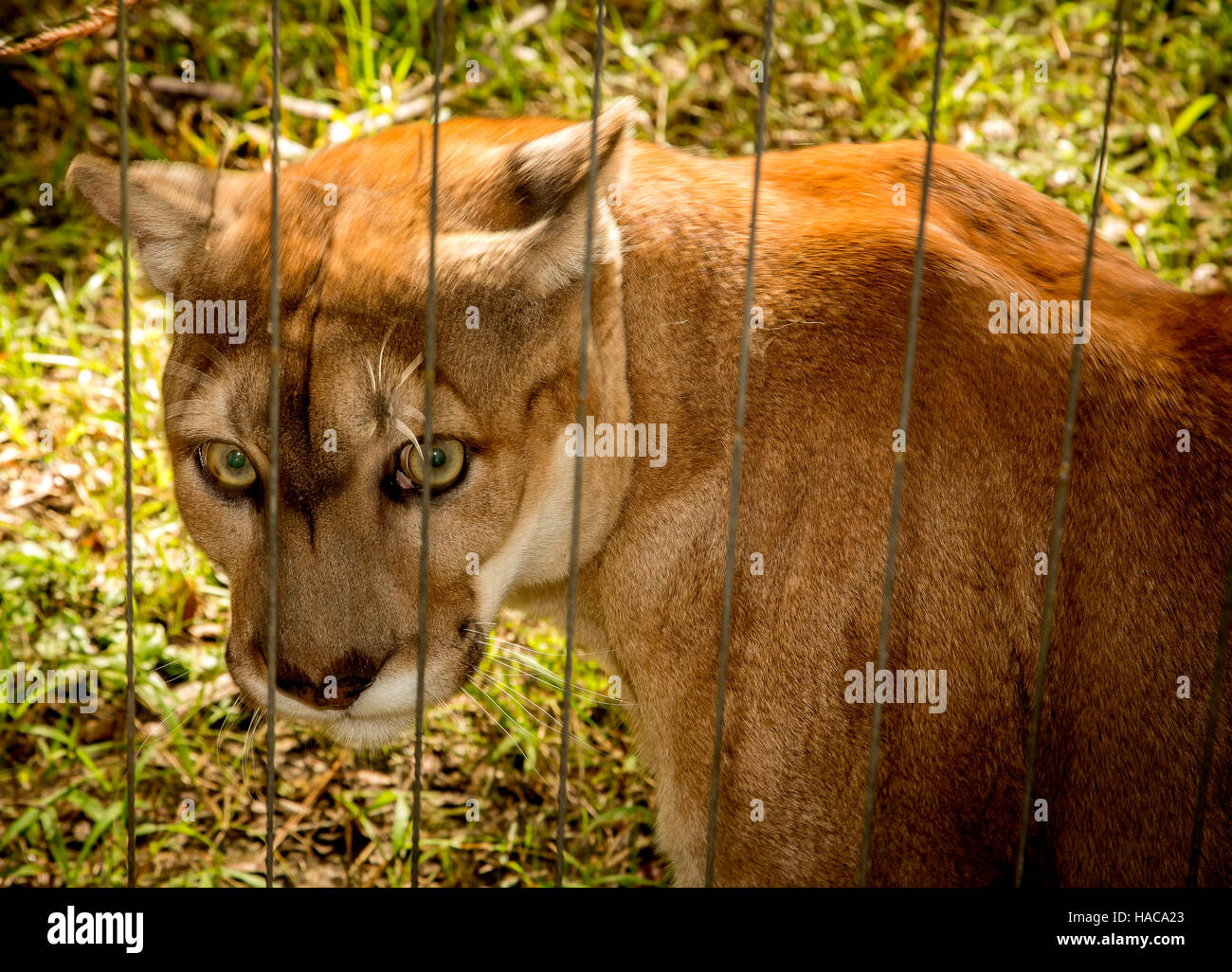 A caged panther looking at the photographer. Stock Photo