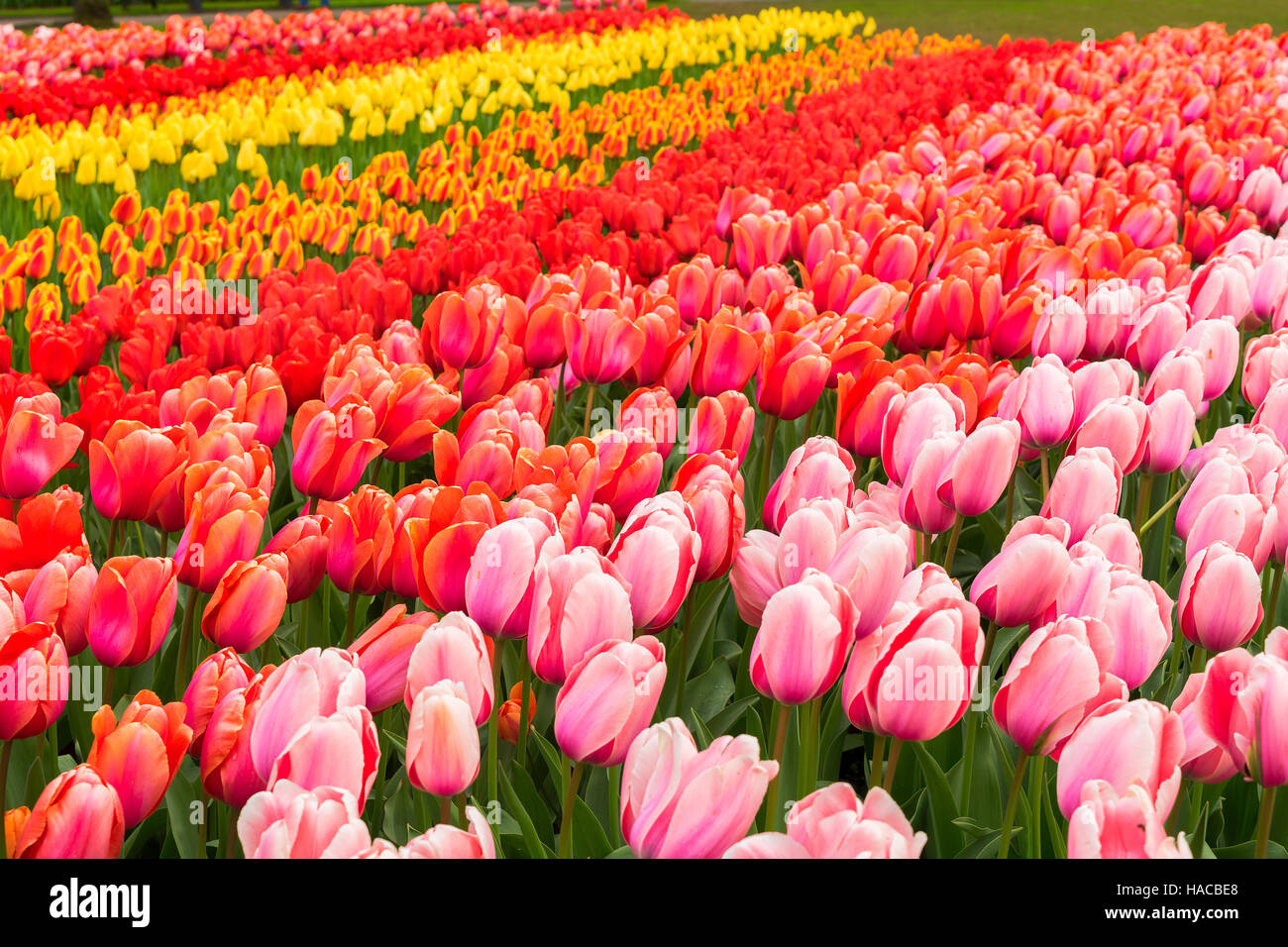 Rows of tulip flowers Stock Photo - Alamy
