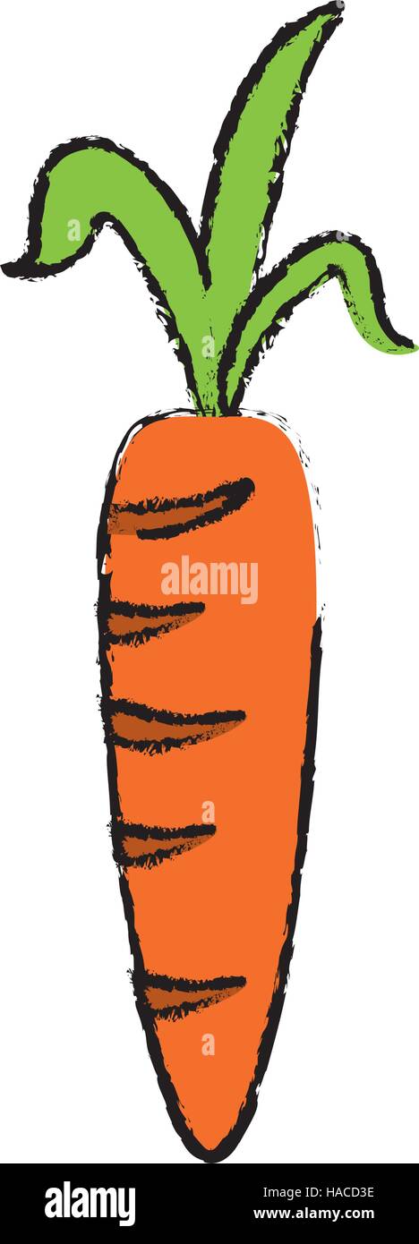 Carrot drawing isolated 22588049 PNG
