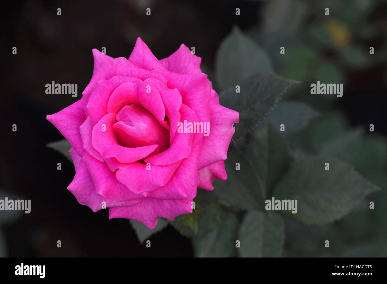 Pink tea Rose flower near Pune, Maharashtra, India Stock Photo