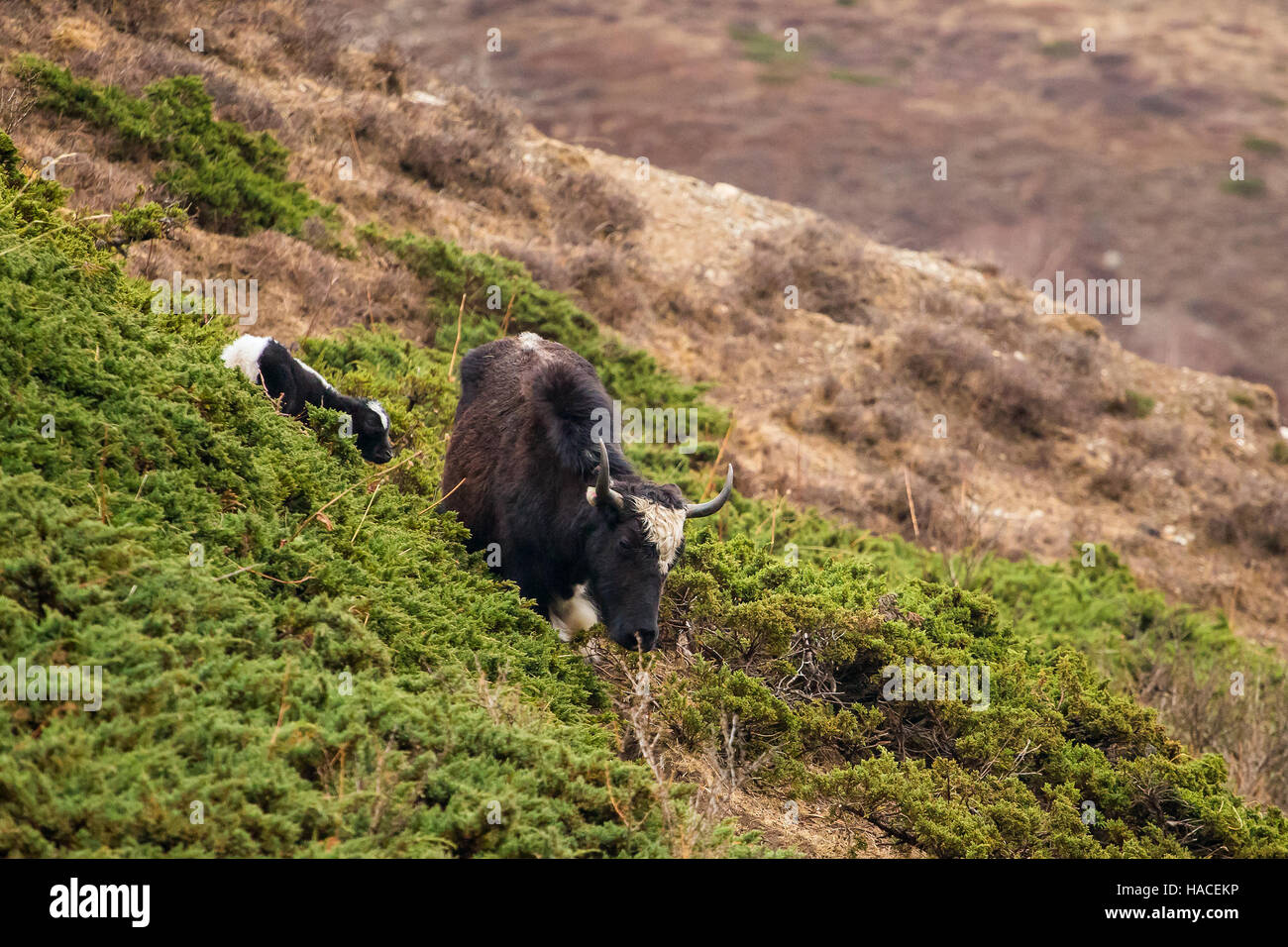 Domestic yak in the village of Nepal Stock Photo