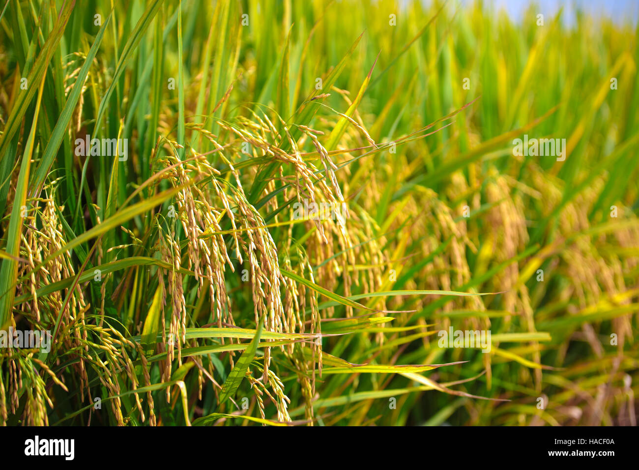 Paddy field ripe for harvest at Sekinchan, Malaysia. Stock Photo
