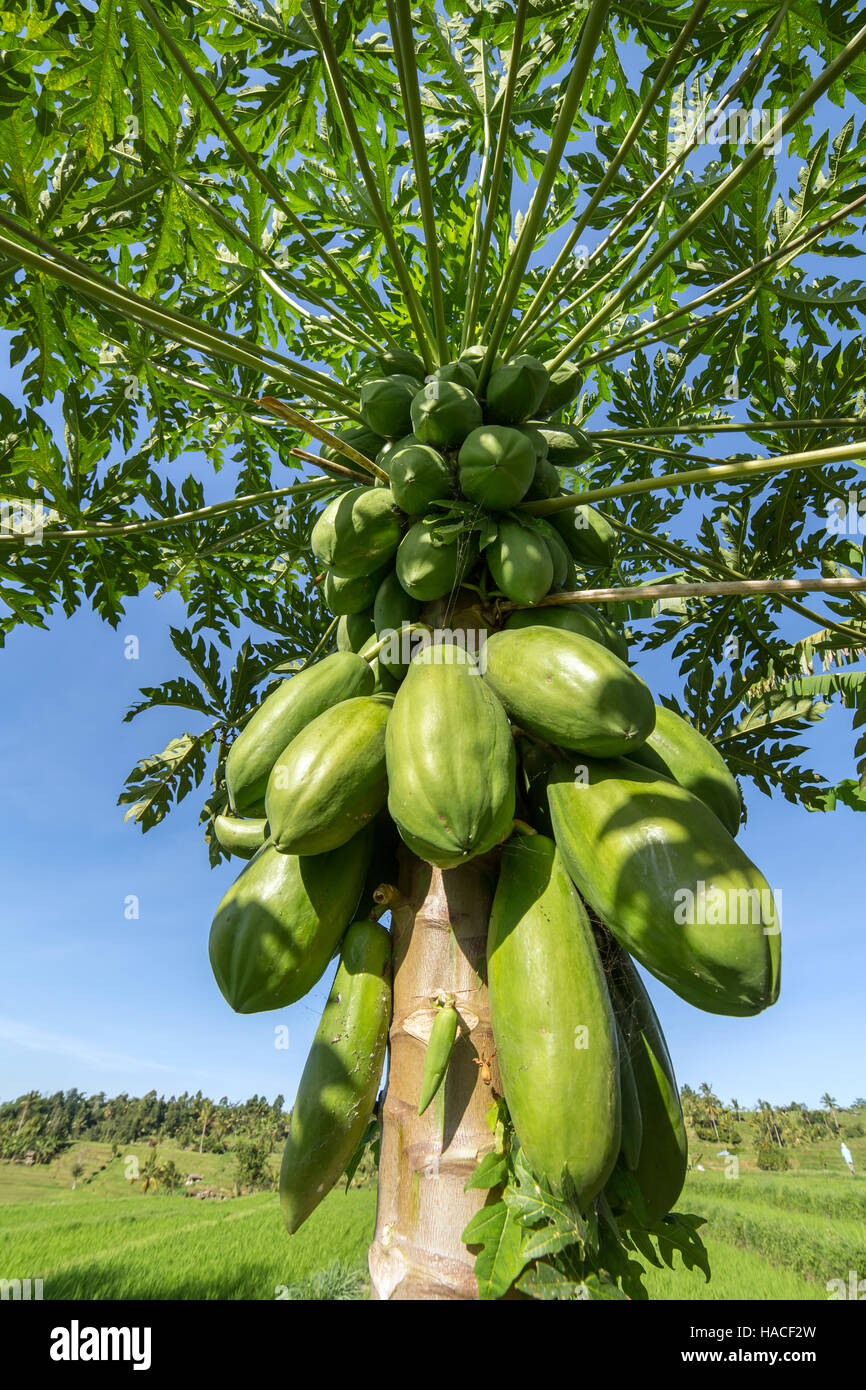 Green papayas growing on a tree Stock Photo
