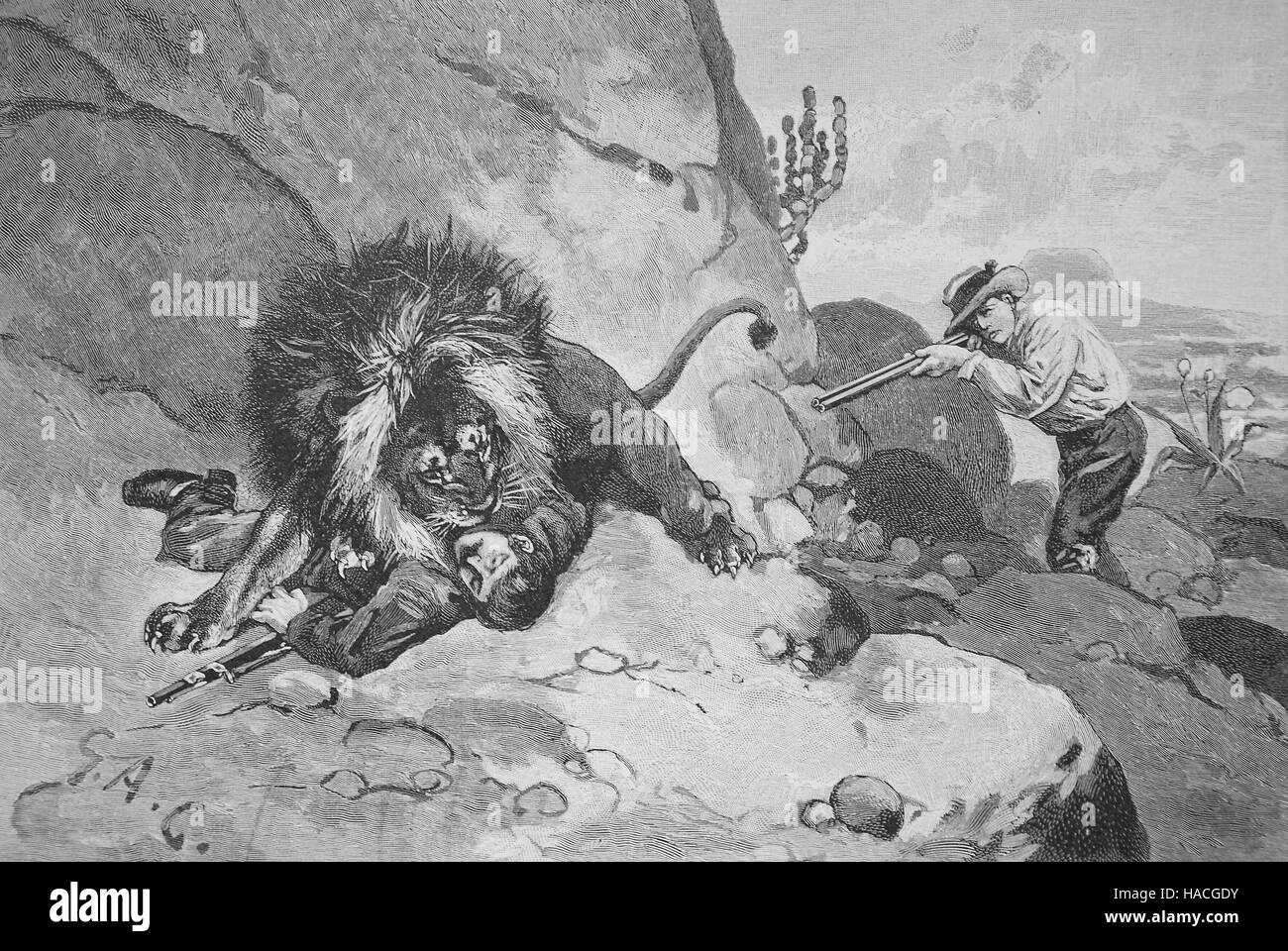 lion hunting on South Africa, 1880, historic illustration, woodcut Stock Photo