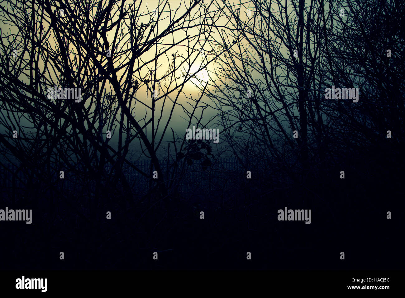 sunrise sunset moon rise through branches of trees grass Stock Photo