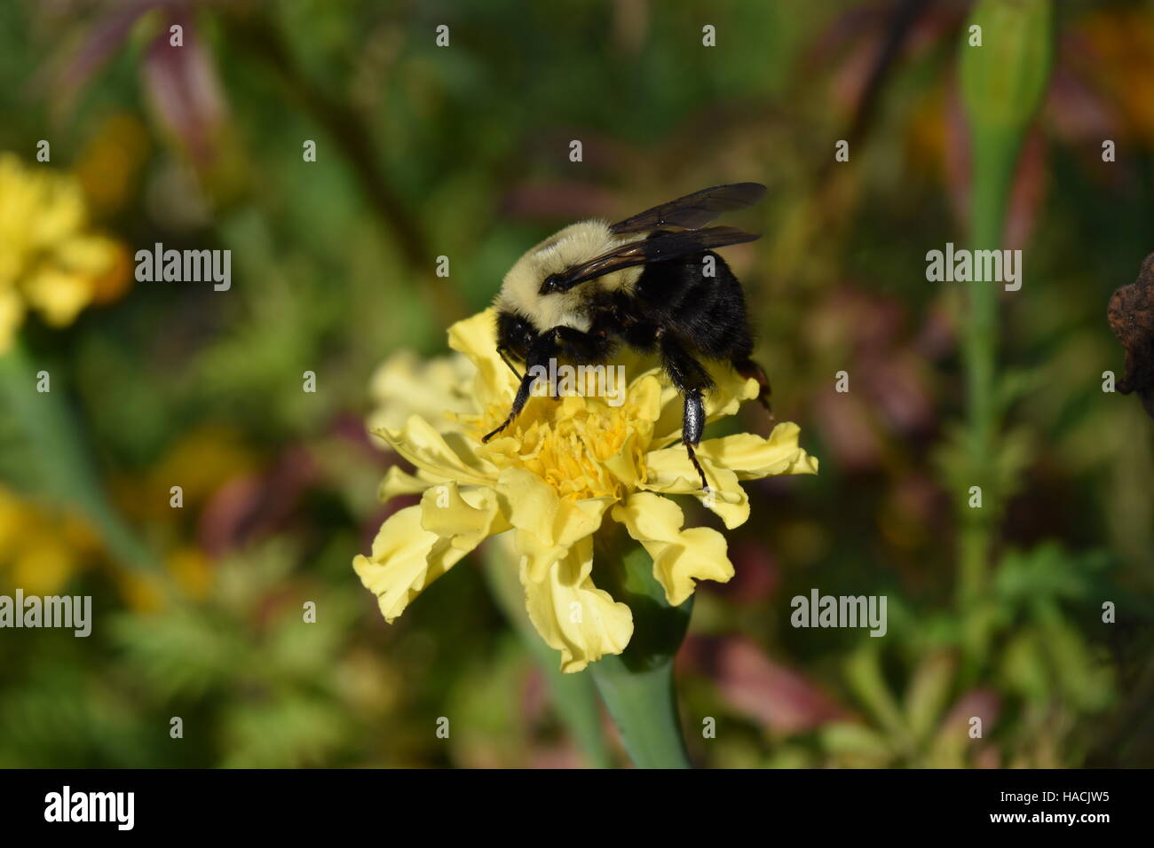 Bumble Bee on Yellow Marigold Stock Photo