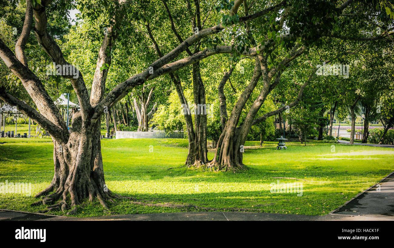 Green tree and grass lawn in park background Stock Photo - Alamy