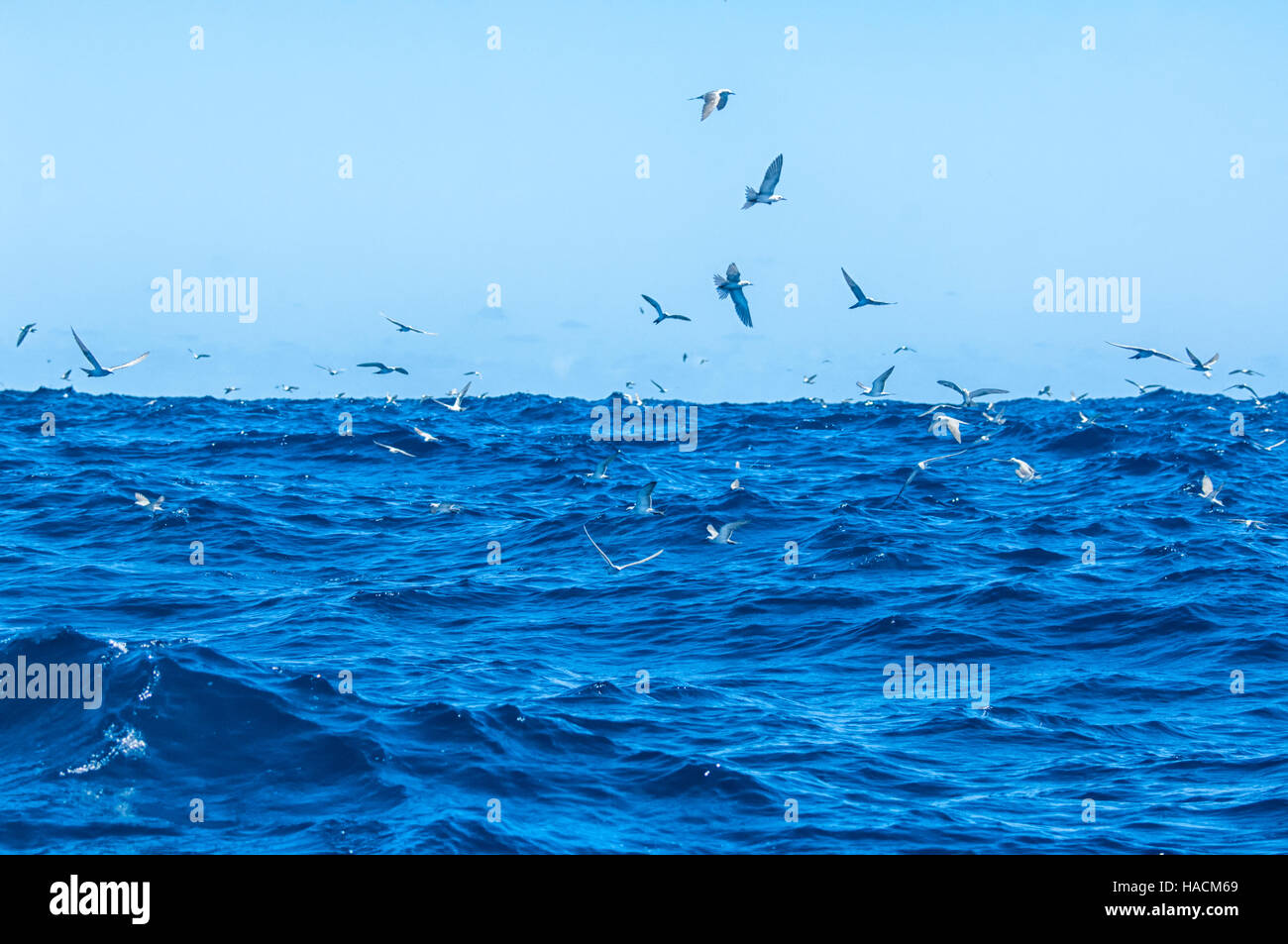 Seabirds fishing near Ball's Pyramid, 20km from Lord Howe Island, New South Wales, NSW, Australia Stock Photo