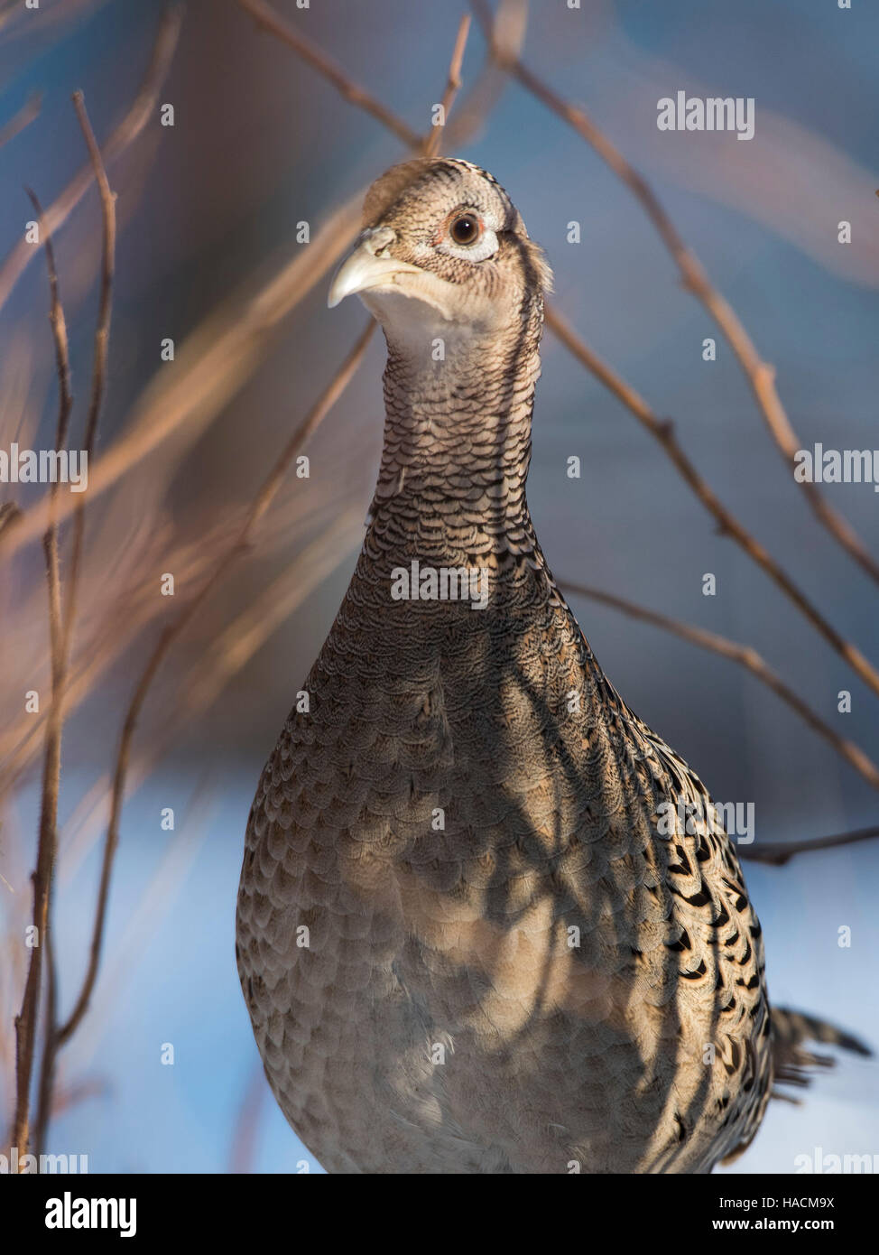 A hen Chinese Ringnecked Pheasant Stock Photo - Alamy