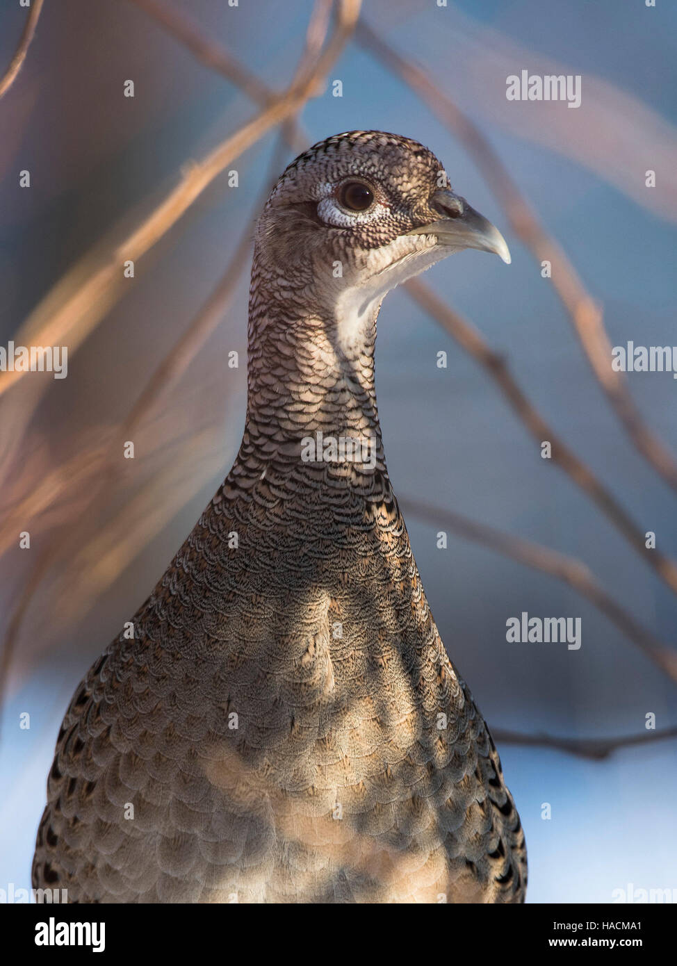 A hen Chinese Ringnecked Pheasant Stock Photo - Alamy