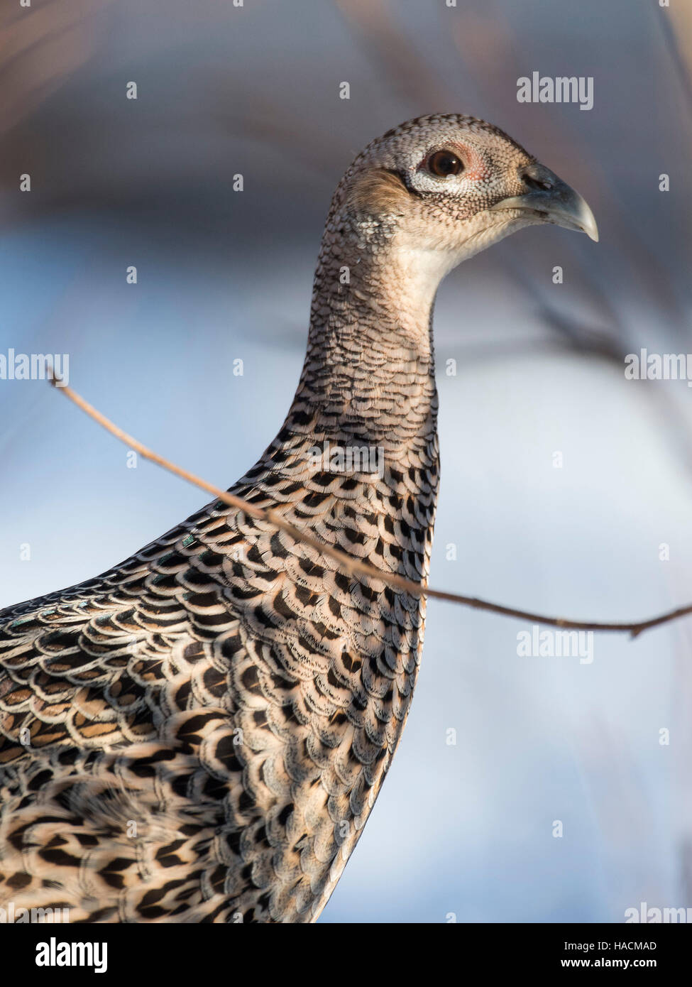 A hen Chinese Ringnecked Pheasant Stock Photo - Alamy