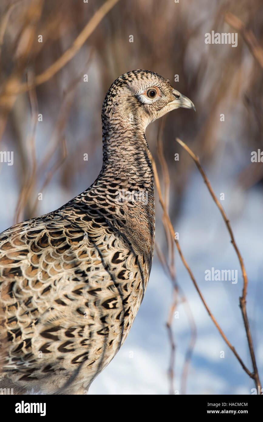 A hen Chinese Ringnecked Pheasant Stock Photo - Alamy