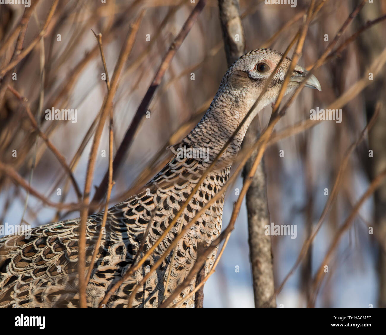 A hen Chinese Ringnecked Pheasant Stock Photo - Alamy