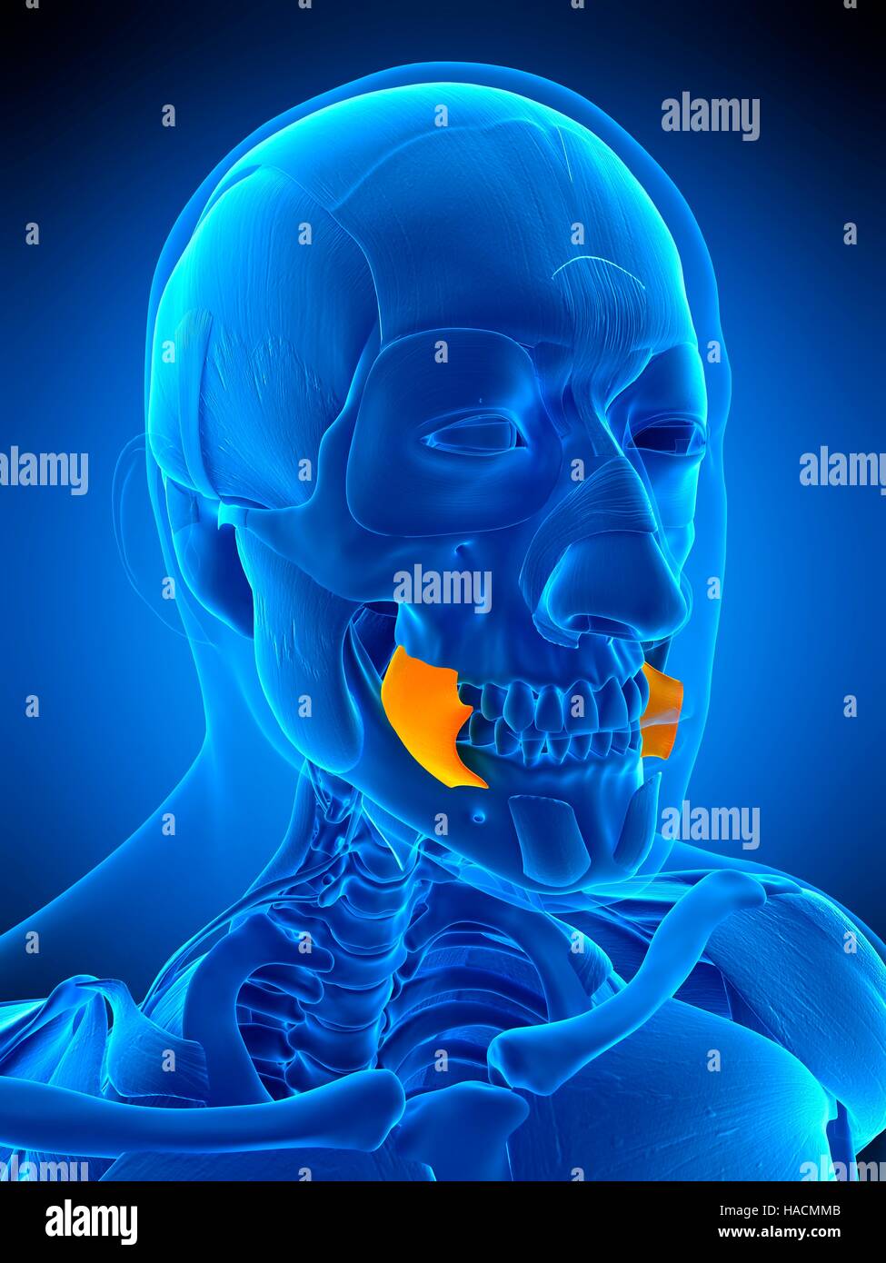 Illustration of the face buccinator muscle Stock Photo Alamy