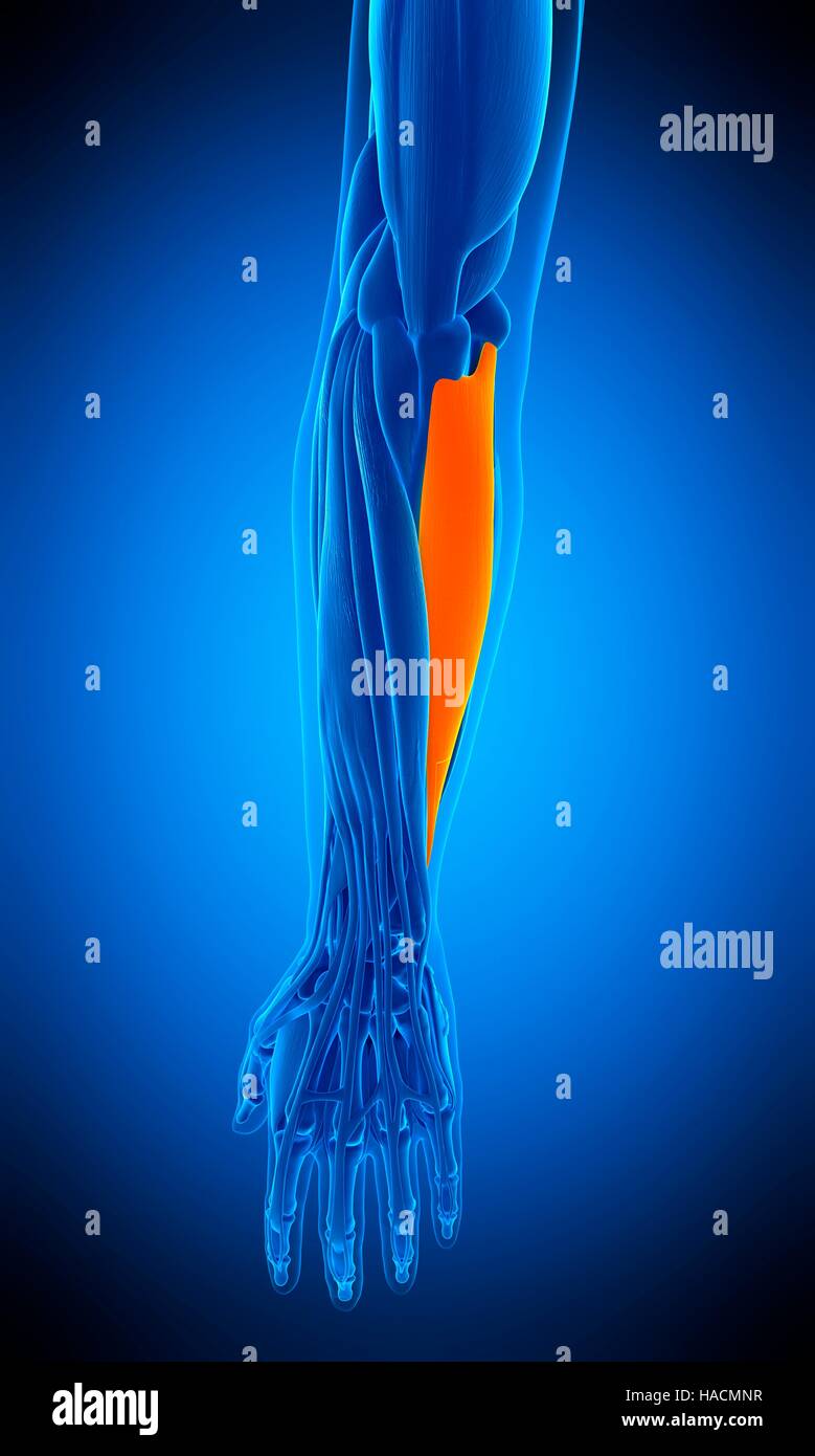 Illustration of the flexor carpi ulnaris muscle Stock Photo Alamy