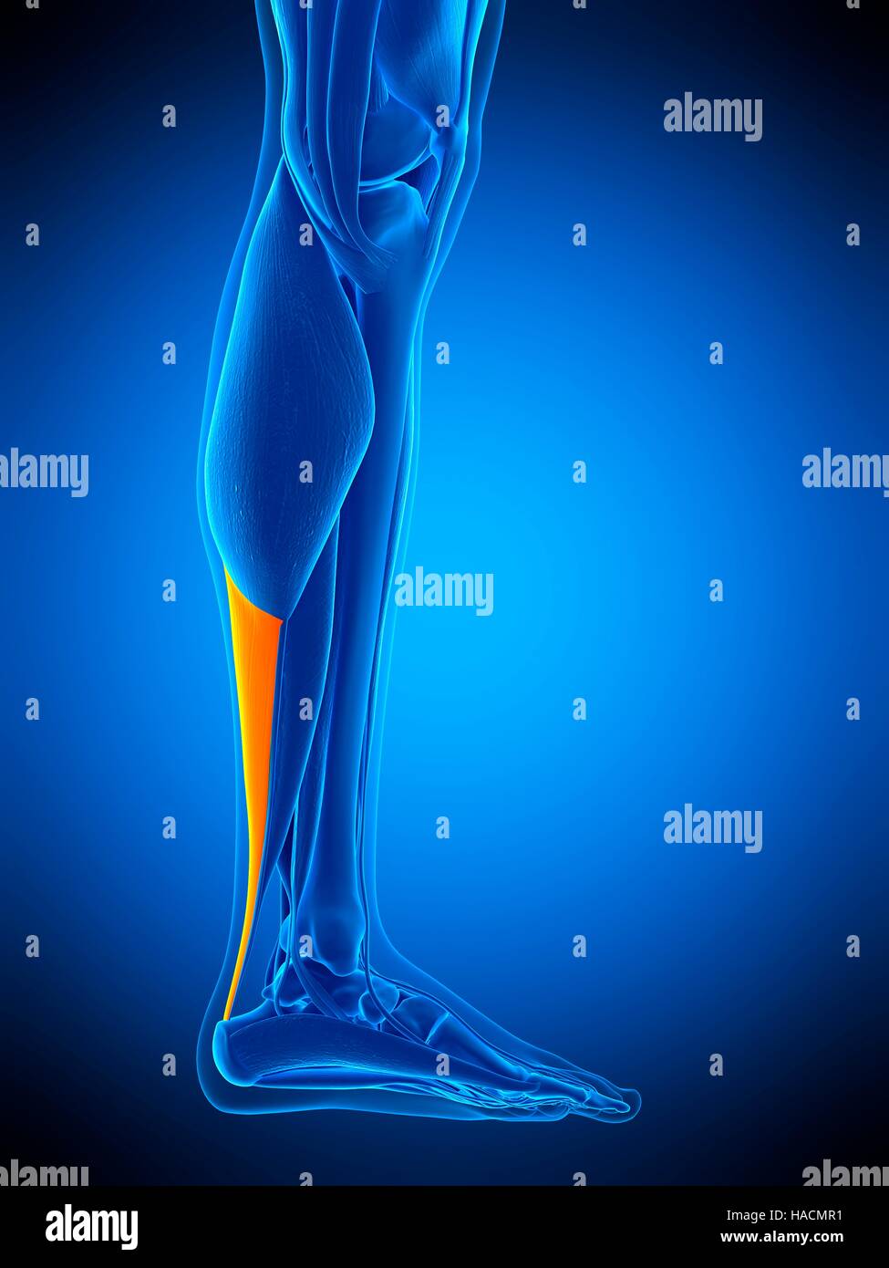 Illustration of the achilles tendon. Stock Photo
