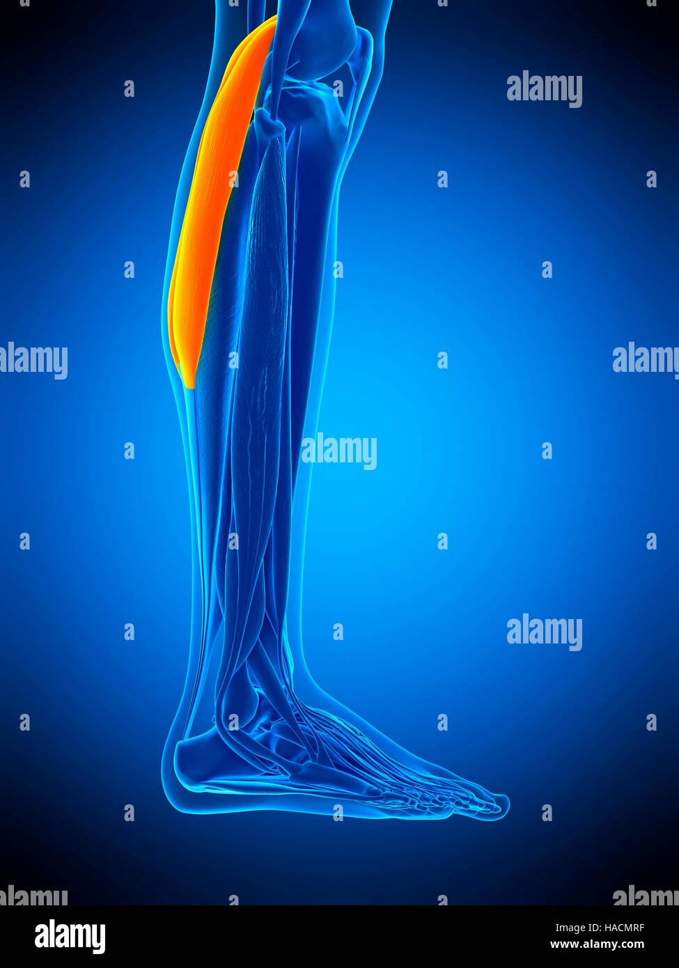 Illustration of the gastrocnemius muscle Stock Photo Alamy