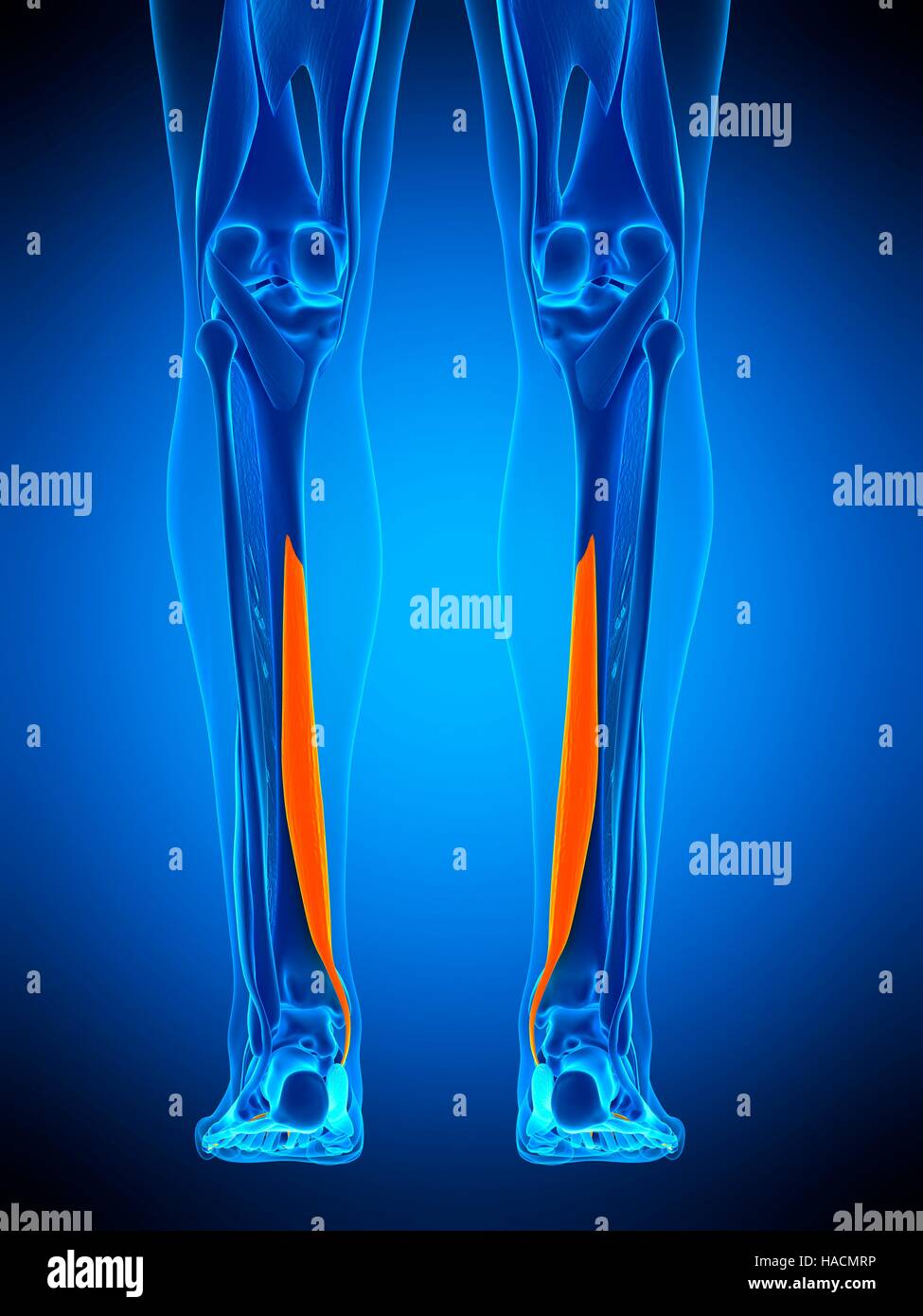 Illustration of the flexor digitorum longus muscle Stock Photo - Alamy