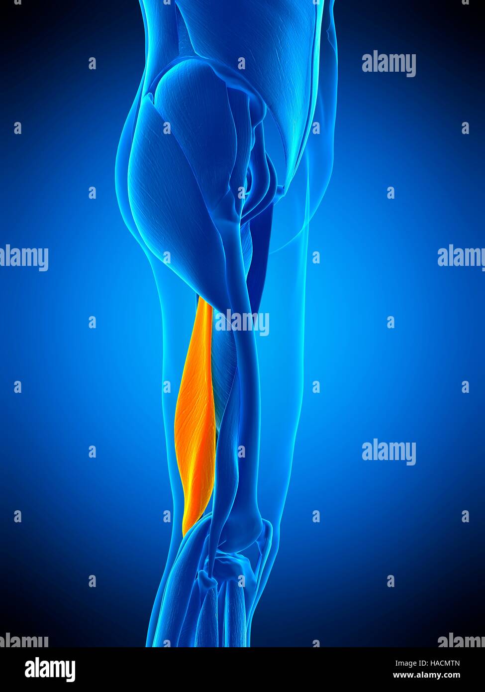 Semimembranosus Muscle High Resolution Stock Photography and Images - Alamy