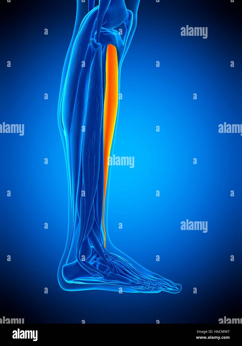 Man anterior view hi-res stock photography and images - Alamy