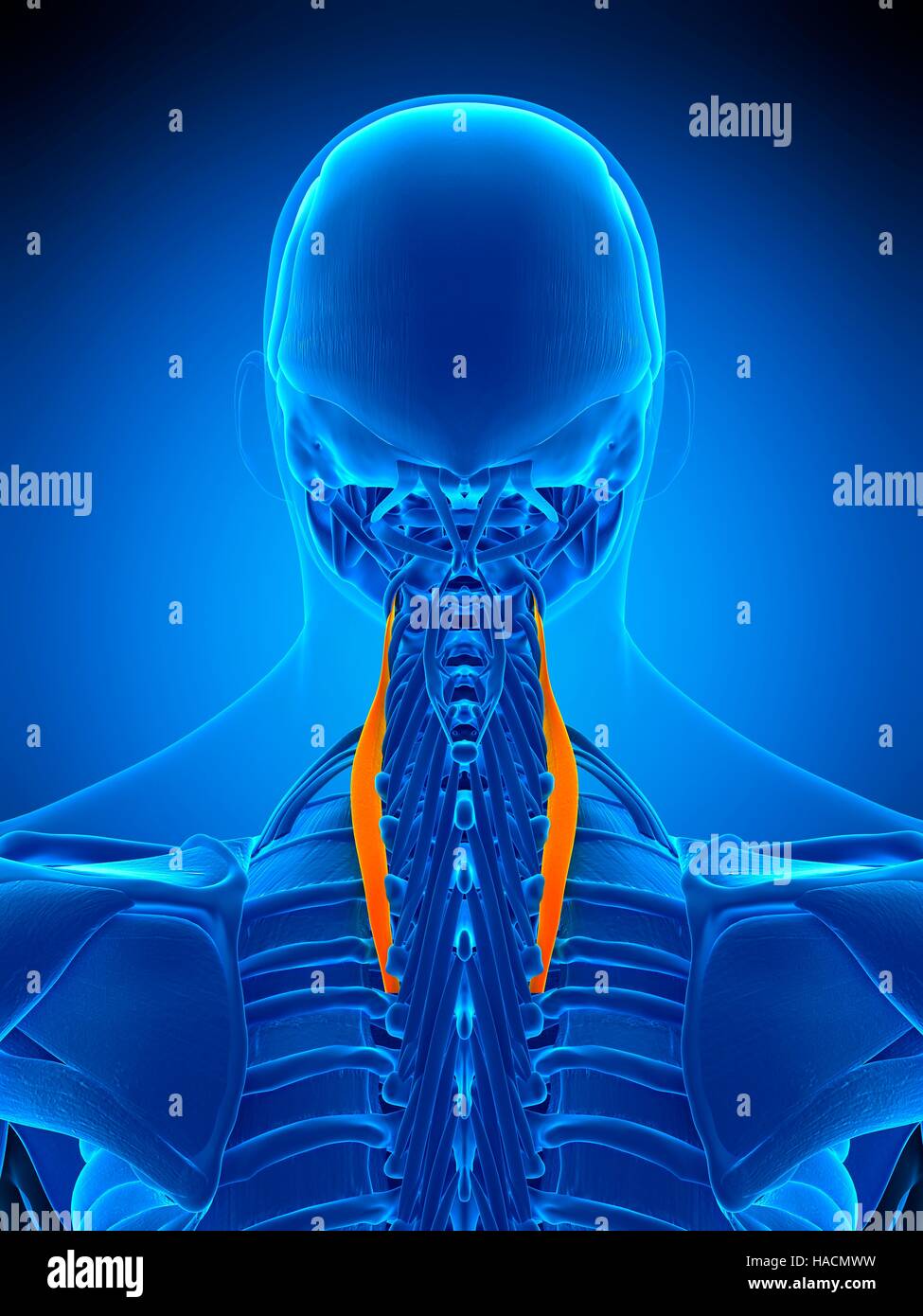 Illustration of the longissimus muscle Stock Photo - Alamy